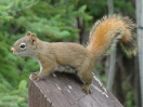 32-Juni- Pine Squirrel - Teslin Lake